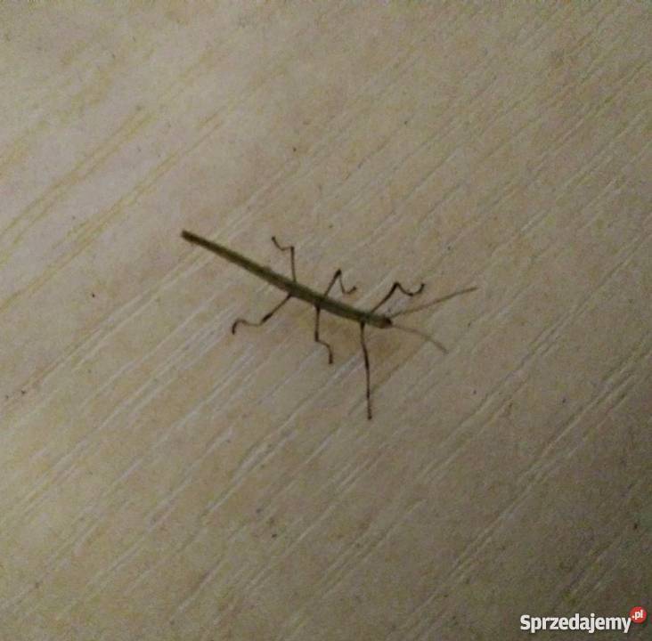 Patyczaki indyjskie młode małopolskie Sułkowice