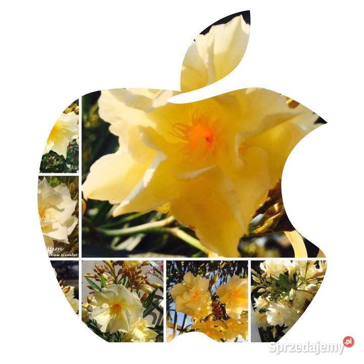 Oleander świeżo ścięte gałązki do ukorzenienia Rośliny Brzeźnica