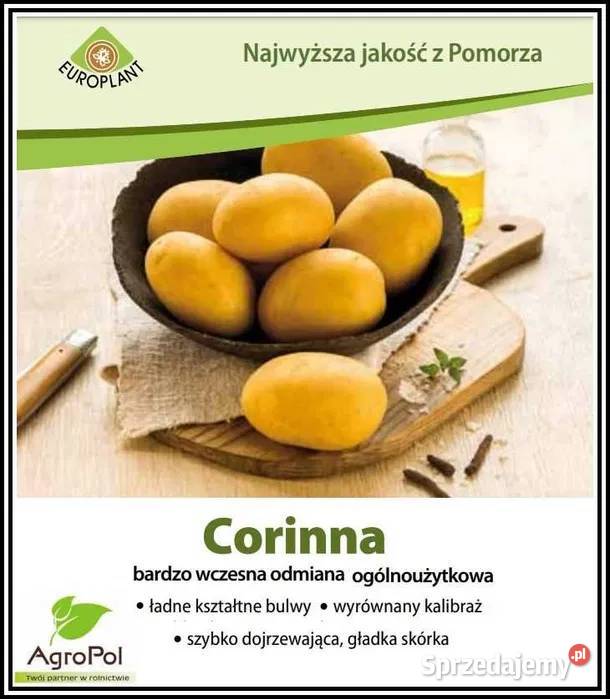 Ziemniak Sadzeniak CORINNA Sadzeniaki Ziemniaka Opalenica sprzedam