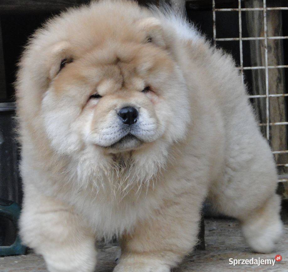 Chow chow piesek warmińsko-mazurskie Olsztyn sprzedam