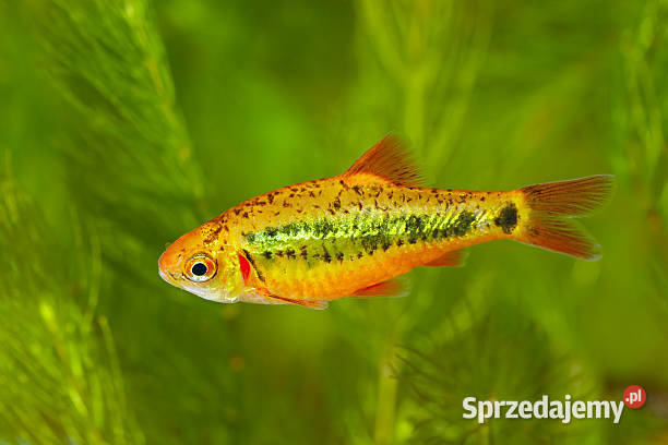 Brzanka brokatowa Brzanka Schuberta Brzanka