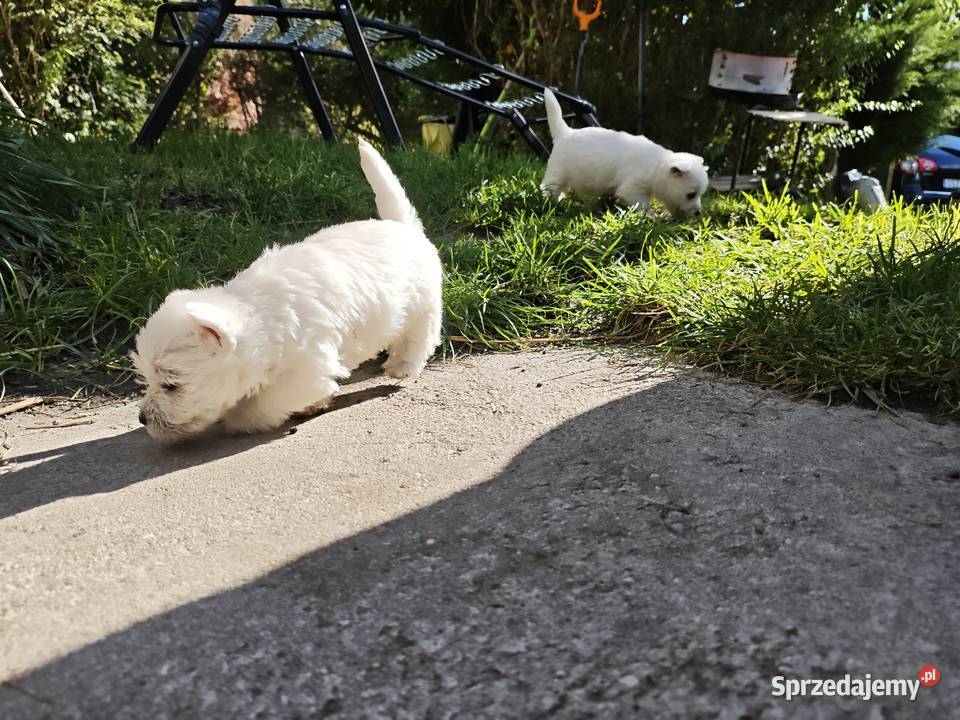 Szczenięta West Highland White Terrier terrier Gościszewo sprzedam