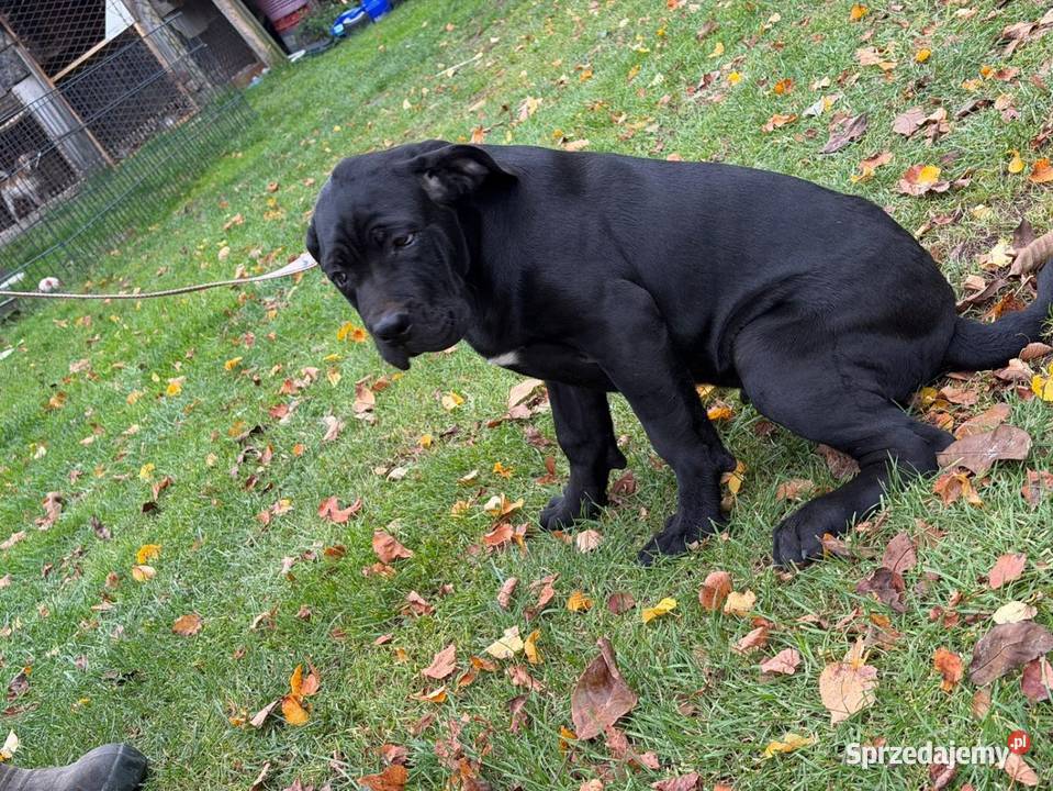 Cane Corso
