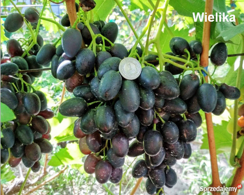 Elitarne winorośle z Ukrainy sprzedam