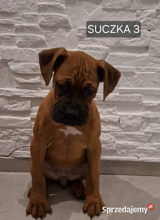 Szczeniaki Bokser wielkopolskie Baszyny