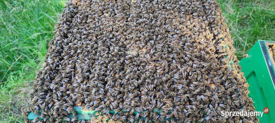 ODKŁADY PSZCZELE Pszczoły Na Ramce Bielsko-Biała sprzedam