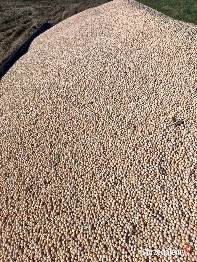 Groch Zboża Różanna