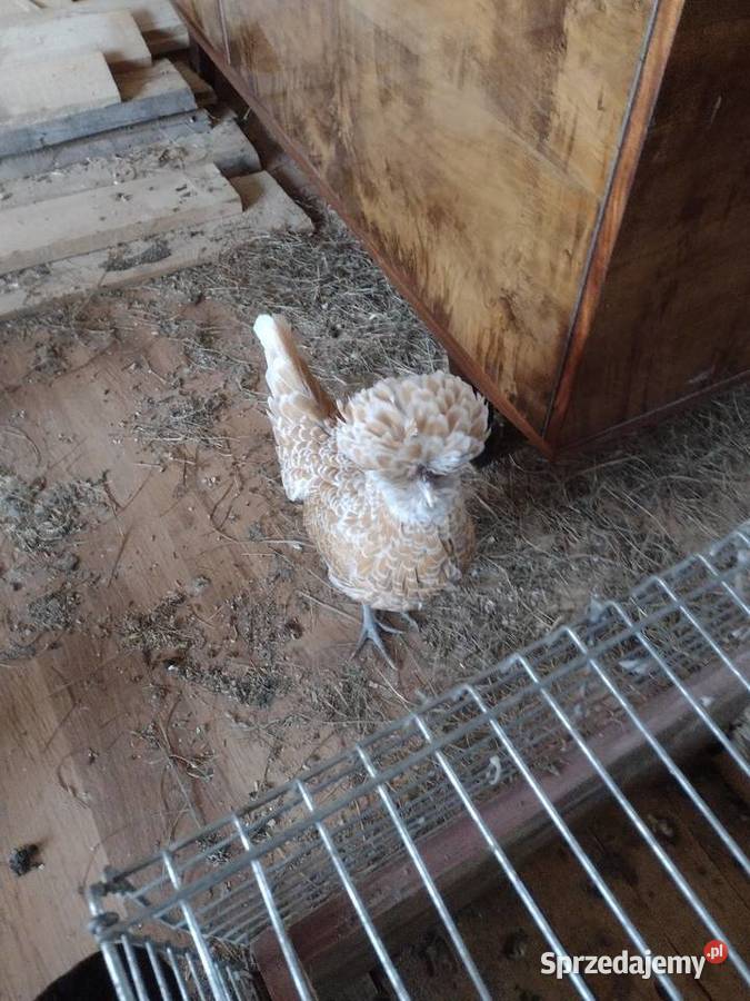 Jaja czubatek polskich