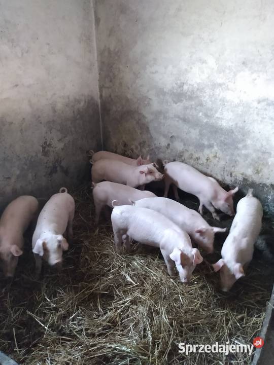 Sprzedam Świnie