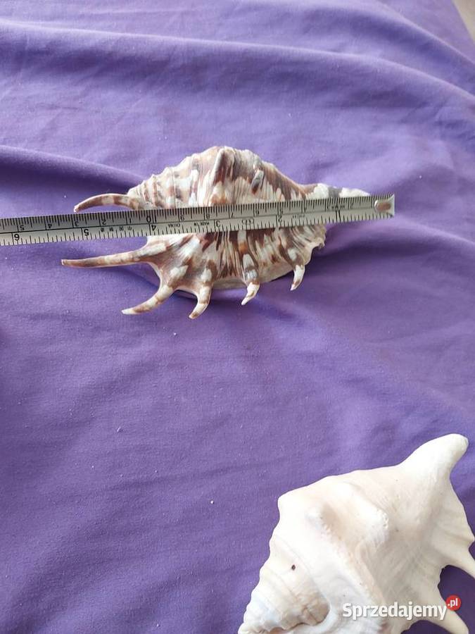 Myszle morskie i oceaniczne Pozostałe Baby Górne