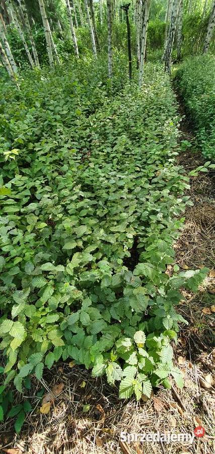 Grab na żywopłot Duże sadzonki grabu graby na Ogród lubelskie Wisznice