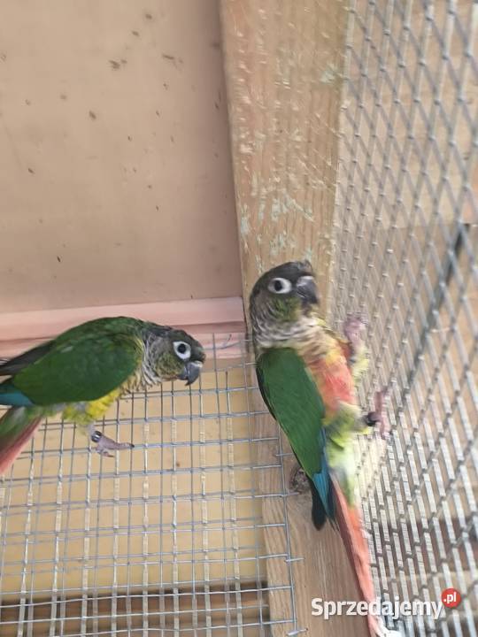 Rudosterki zielonolice opalin Zwierzęta wielkopolskie Rostarzewo