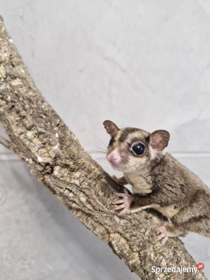 Lotopałanki Karłowate samice I samce Oława