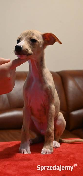 Whippet Chart Angielski śląskie Aleksandria sprzedam