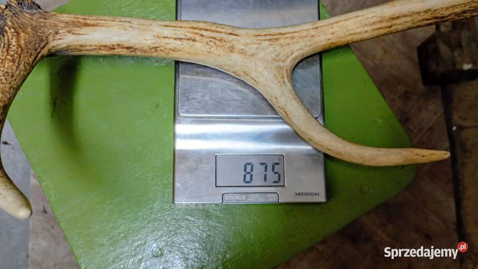 Poroże rogi 61 sprzedam