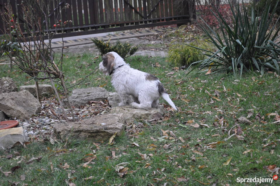 Sprzedam szczeniaka rasy Petit Basset Griffon Ve Katowice