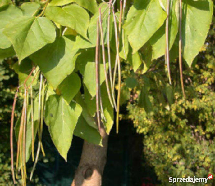 SURMIA Katalpa MIODODAJNA sadzonki w doniczkach Ustronie