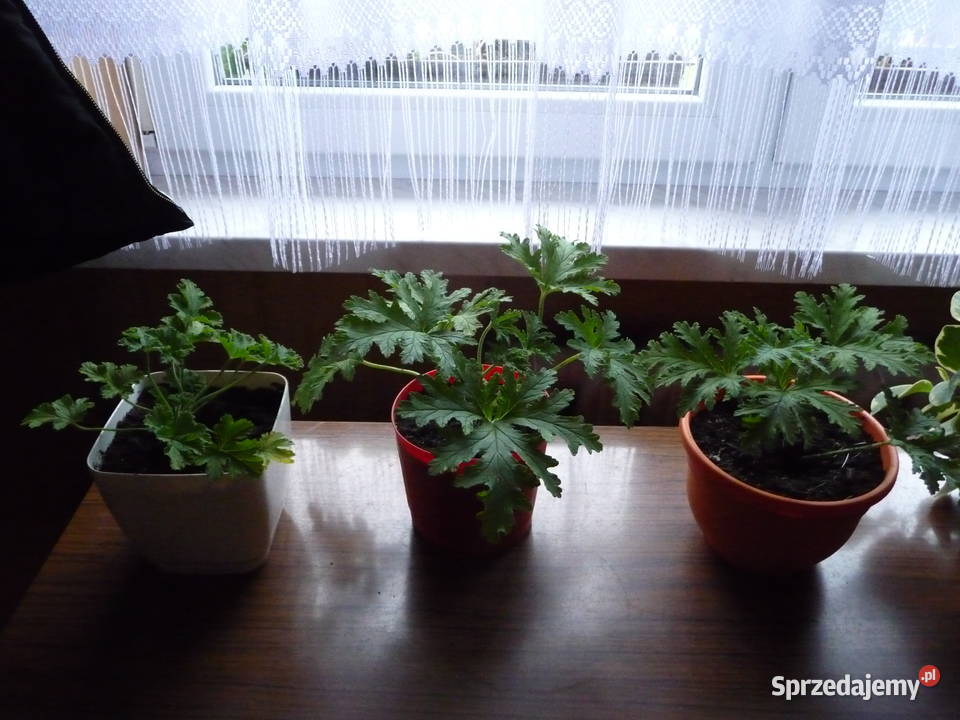 Kwiat doniczkowy geranium cytrynka anginka śląskie Skoczów sprzedam