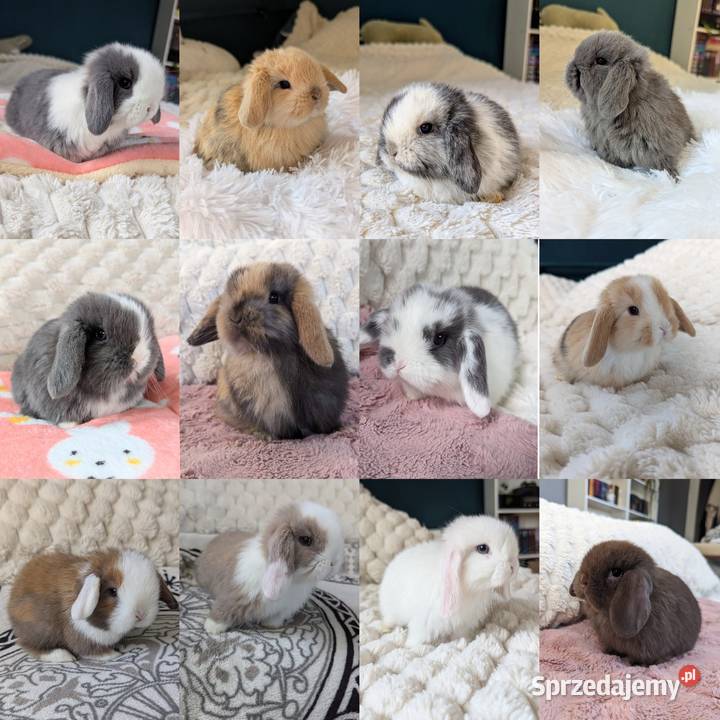 Króliki miniaturki mini lop małe karzełki Kraków