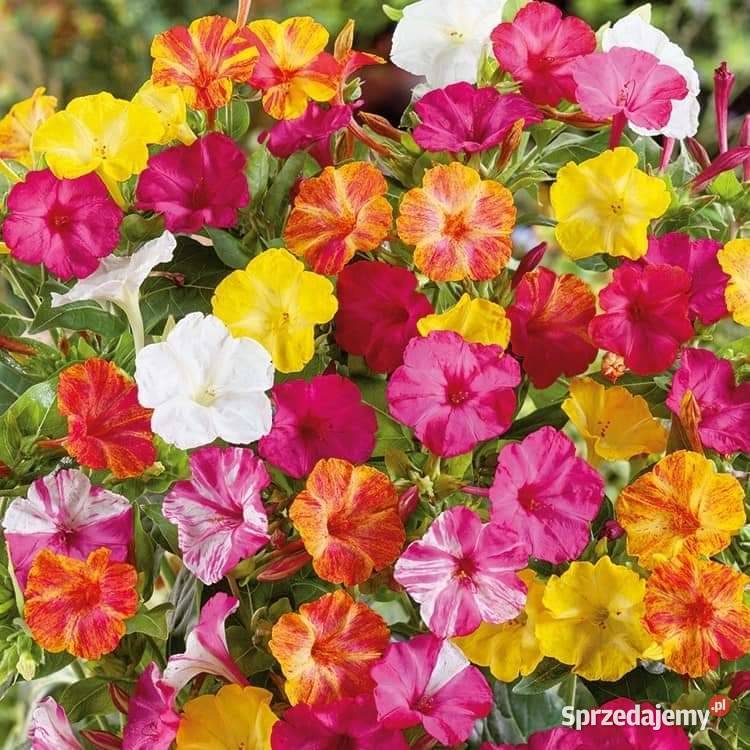 Dziwaczek Jalapa Nasiona 2024kolekcjonerskie