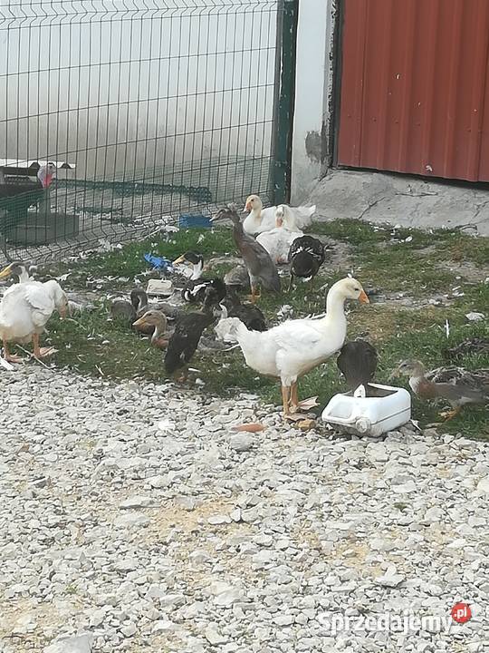 sprzedam kaczki biegusy 110 Pińczów sprzedam