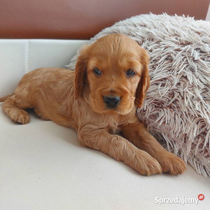 Cocker spaniel angielski suczka złota Moroczyn sprzedam