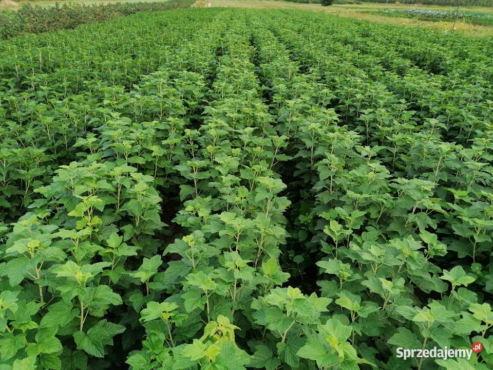 Sprzedam sadzonki porzeczki czarnej Bochotnica