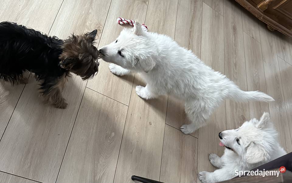 Biały Owczarek Szwajcarski Nowe Prażuchy sprzedam