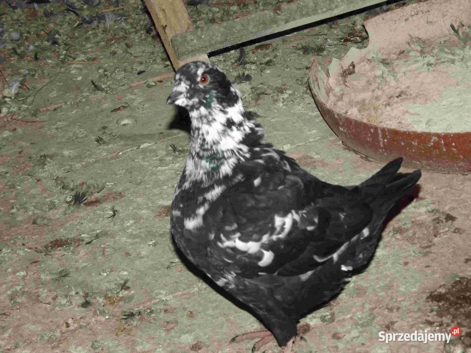 sprzedam gołębie Podborze sprzedam