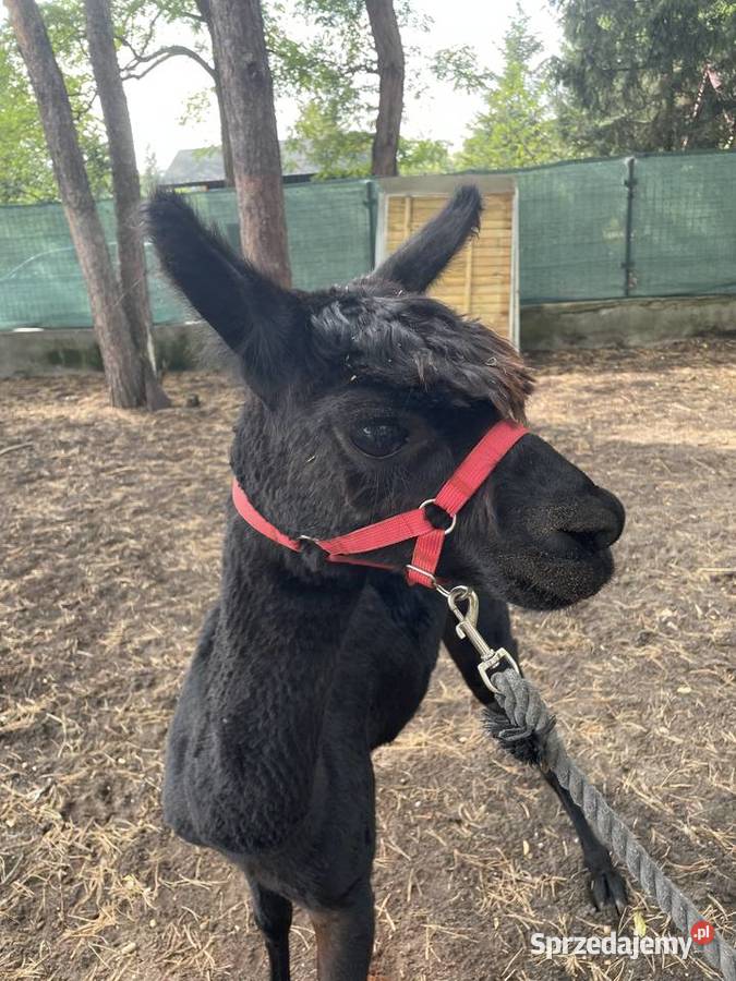 Stado 4 alpak samica i 3 samce alpaki suri Warszawa