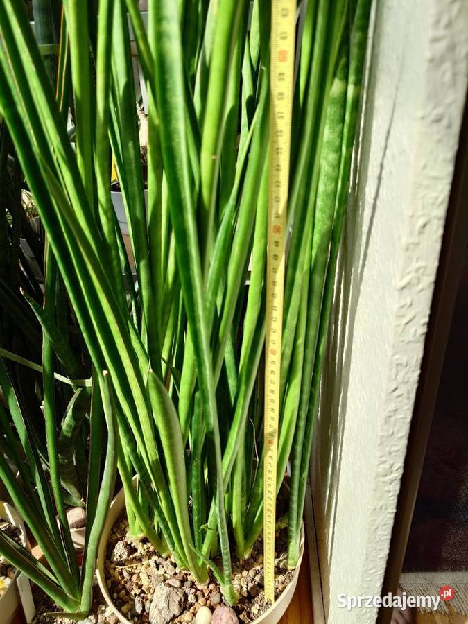Sansevieria subtilis odrost 67 kolekcjonerska Dom i Ogród Warszawa sprzedam