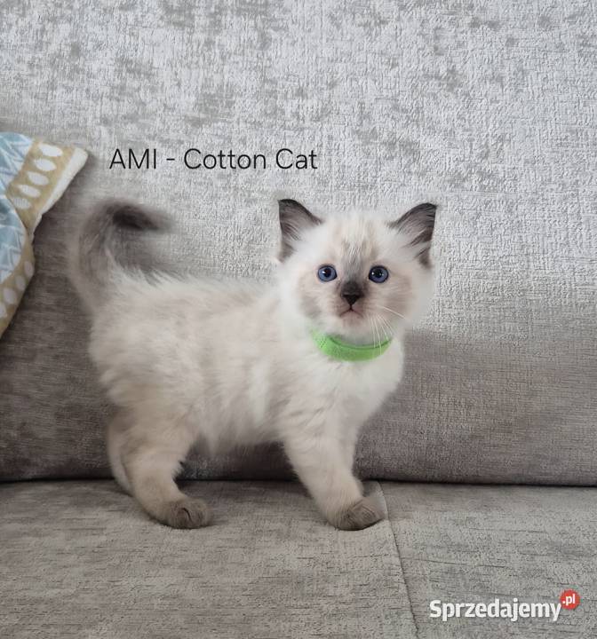 Ragdoll 6cio tygodniowe cuda Siedlce