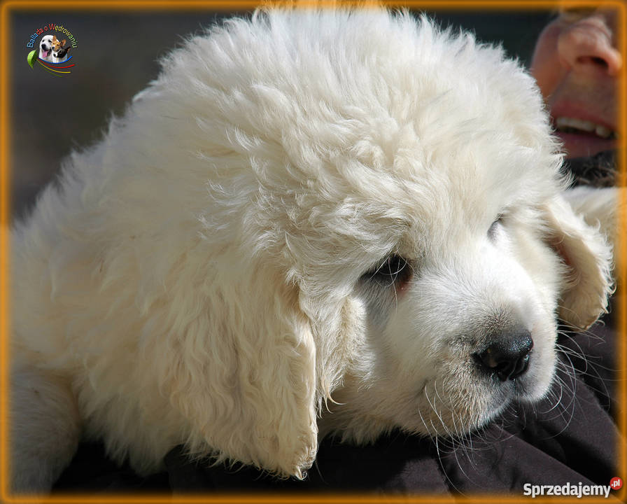 Owczarek podhalański szczenięta rodowód FCI Owczarek