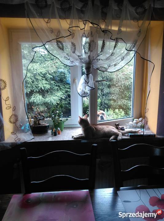 SPRZEDAM DOM dolnośląskie Nowy Jaworów