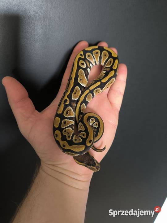 Pyton królewski Cypress poss Yellow belly Makowiec
