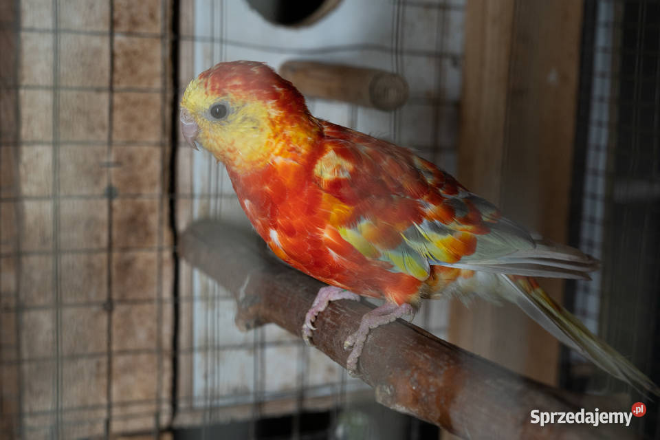 Para świergotów 20202023 Chmielnik