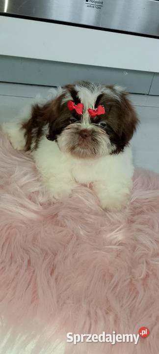 Biało czekoladowa suczka rasy ShihTzu Zwierzęta Kępno