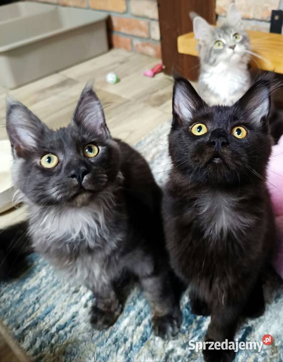 Phantome Noir wyjątkowy kocurek Maine Coon black Czempiń