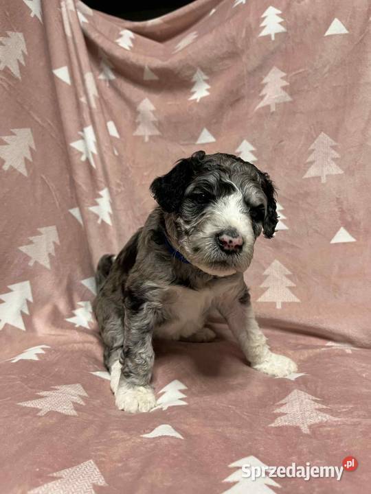 Owczarek Pudel Aussiedoodle Silver Merle wielkopolskie Czarnków