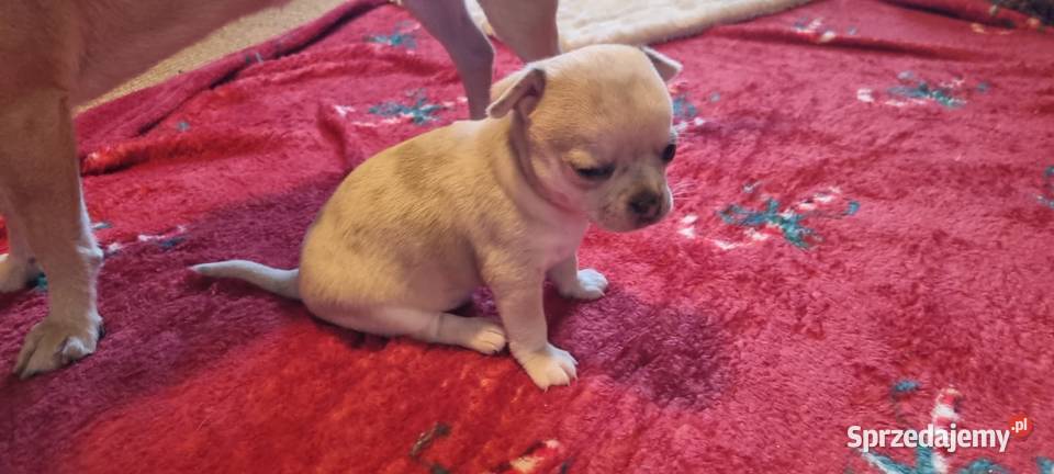 Chihuahua piękne szczenięta krotkowlose zachodniopomorskie Szczecin sprzedam