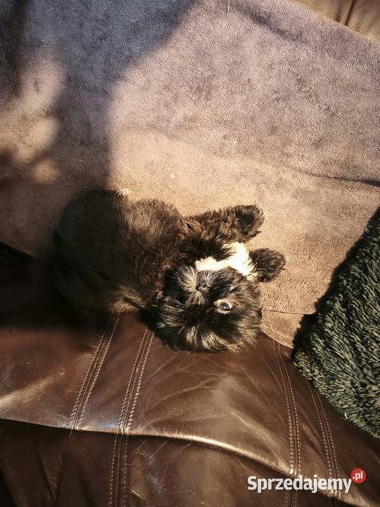 Szczenięta Shihtzu lwia ferajna podkarpackie Bircza