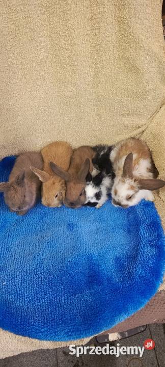 Królik miniaturka baranek i inne Króliki Jastrzębie-Zdrój