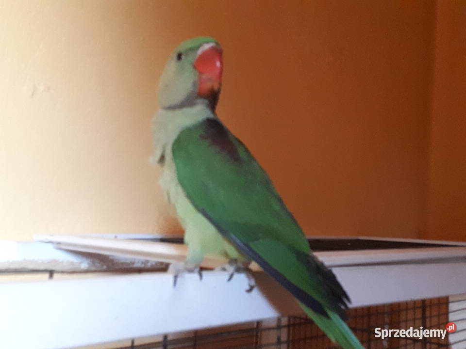 Aleksandretta WIELKA Psittacula eupatria 4 z wielkopolskie Rawicz