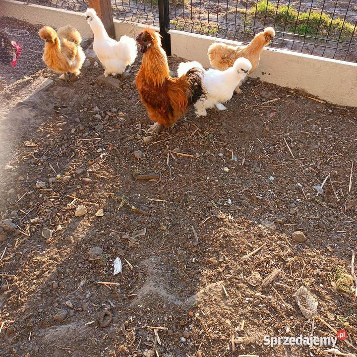 Sprzedam jajka lęgowe silki Drób i ptactwo