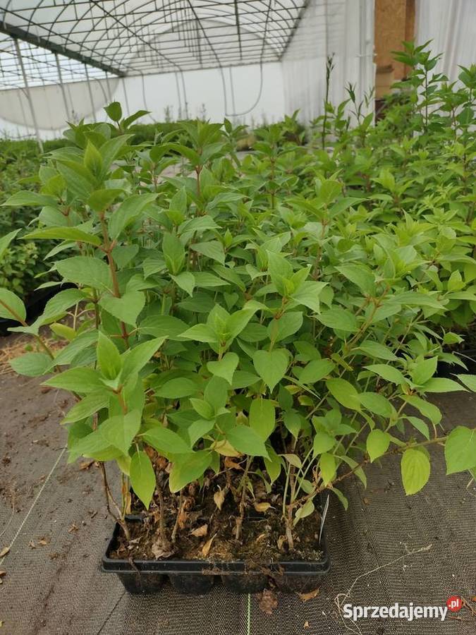 Hortensje bukietowe SADZONKI Wrocław sprzedam