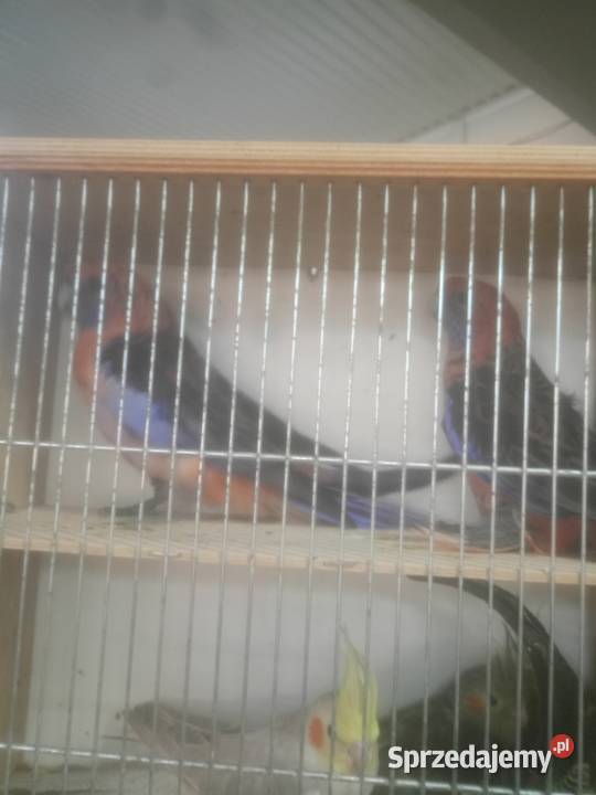 Rozelle królewskie białolice Zakrzów