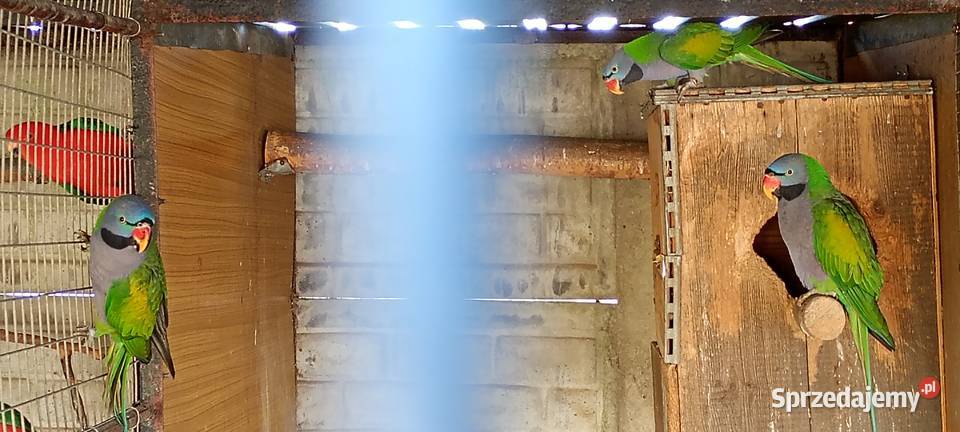 Aleksandretty chińskie samce 2023 DNA Modrolotki Ptaki śląskie Rybnik