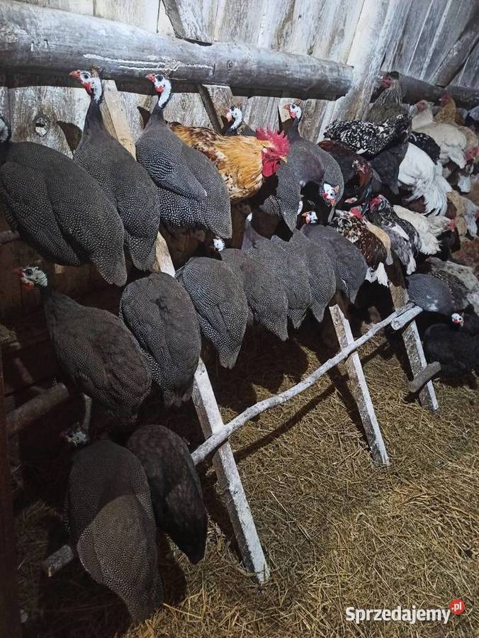 Jaja lęgowe perliczek pantarek