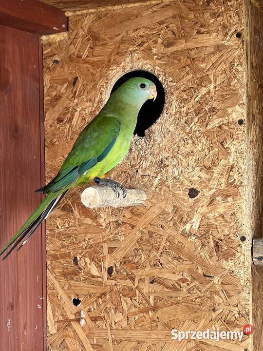 Samica Barabandy Wielmoża sprzedam