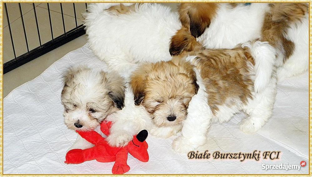 Coton de Tulear szczeniaczki Championach pomorskie Gdańsk